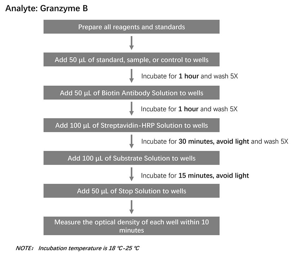 Granzyme B Workflow