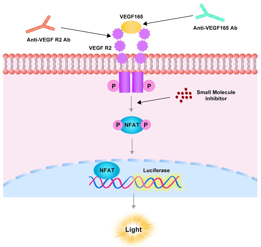 VEGF R2 Assay Principles