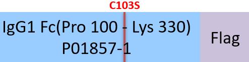 IgG1 Fc Structure