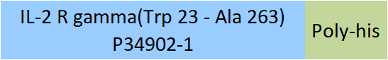 IL-2 R gamma Structure