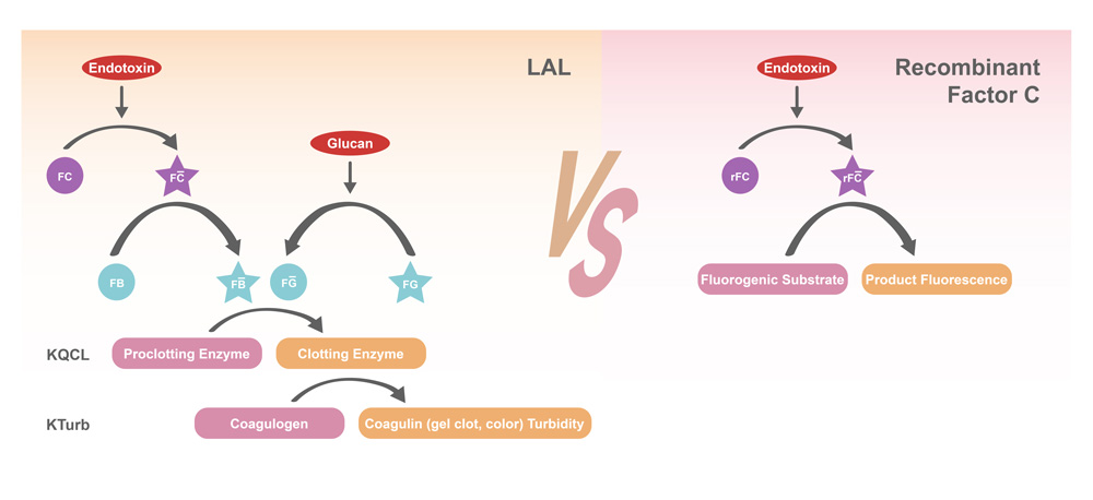 rFC与LAL检测方法的可比性研究